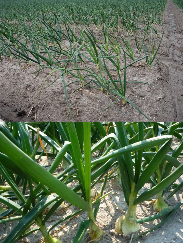 玉葱畑の様子